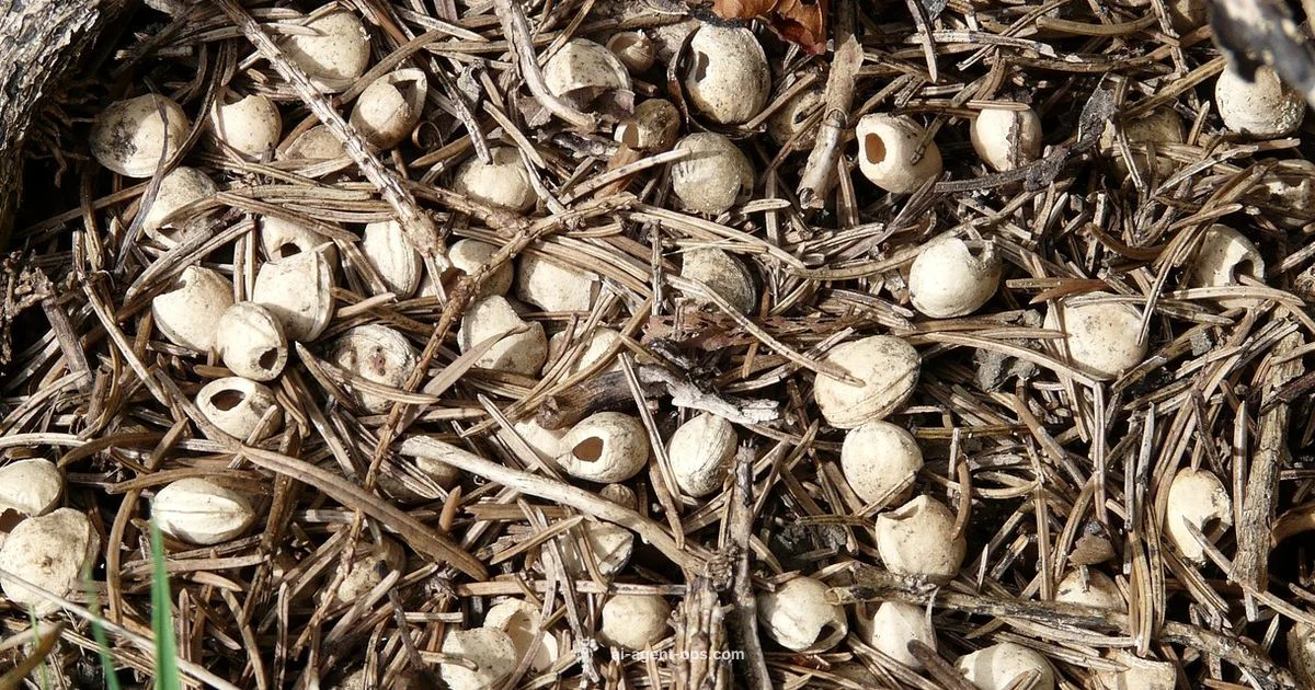 Chain AI Agent - Ai Agent Ops